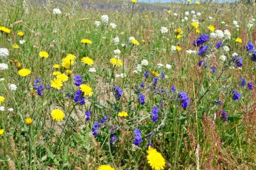a field of colorful flowers in a field at Meerforelle 207 - Villa Seeblick in Sassnitz