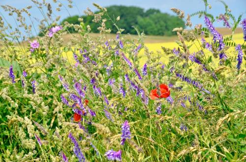 a field of flowers with a rapeseed field in the background at Meerforelle 207 - Villa Seeblick in Sassnitz