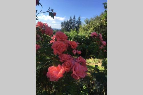 a bunch of red flowers in a garden at The Bakery in Beauficel
