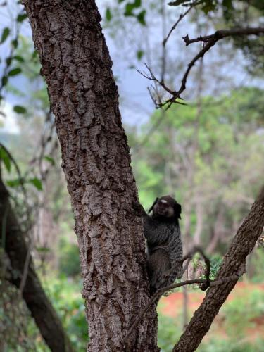 a monkey sitting on the branch of a tree at Pousada Cipó Container Chalés Privativos com lareira - Centro da cidade in Serra do Cipo