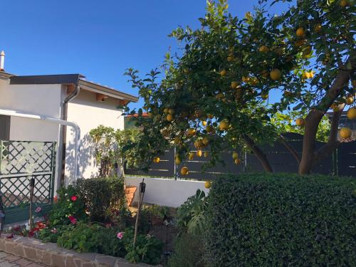 an orange tree in a garden next to a house at B&b Paolo e Daniela in Carbonia