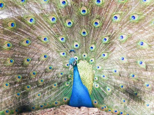 a peacock displaying its feathers with its face at Casas de Campo do Castro da Cola in Marchicão