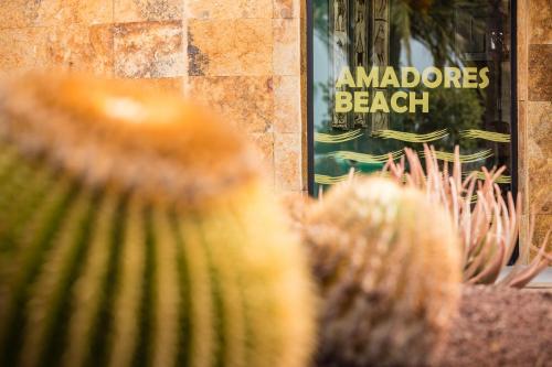a close up of a cactus in front of a store at Amadores Beach Apartments in Mogán