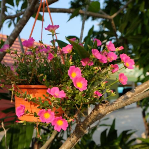 a flower pot hanging from a tree with pink flowers at Boathouse Resort Suanphung in Suan Phung