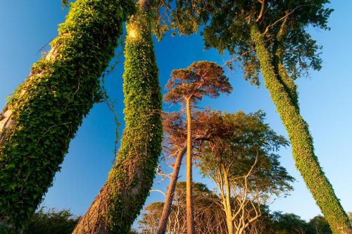 a group of tall trees with green leaves at Hotel & Restaurant Seebrücke in Zingst