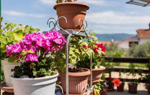 a group of potted plants in pots on a balcony at Apartment in Silo/Insel Krk 13509 in Šilo