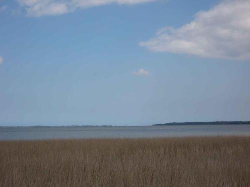 a field of tall brown grass next to the water at Holiday home Groß Kordshagen - Ostsee 2741 in Groß Kordshagen