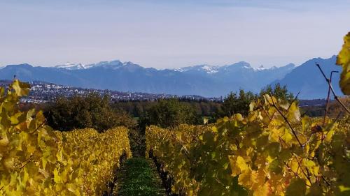 a field of grapes with mountains in the background at Guest House La Sereine in Romanel-sur-Lausanne