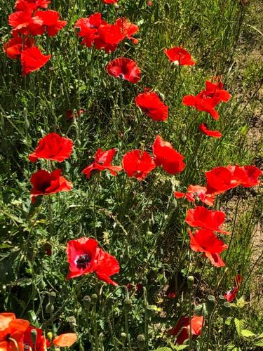a group of red flowers in a field at Ferienwohnungen Arkonablick in Lohme