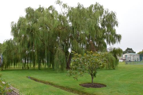 a weeping willow tree in a grassy field at Tilghman Island Inn in Tilghman Island