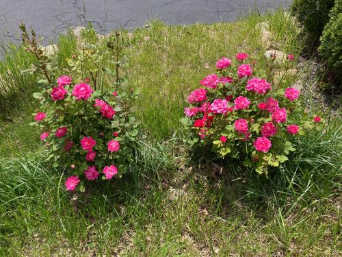 two pink flowers in the grass next to a body of water at Hillside Motel in Lake George