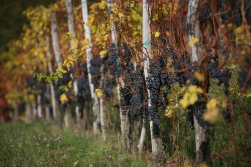 a row of trees with leaves on them at Farmstay Kmetija Štekar in Kojsko