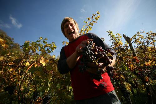 a man is holding a bunch of grapes at Farmstay Kmetija Štekar in Kojsko