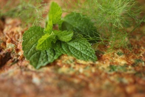 a green leafy plant sitting on the ground at Farmstay Kmetija Štekar in Kojsko