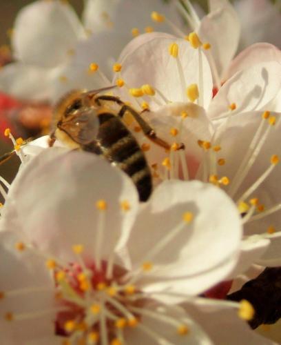 a bee is sitting on a white flower at Farmstay Kmetija Štekar in Kojsko