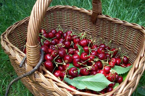 a basket full of cherries sitting in the grass at Farmstay Kmetija Štekar in Kojsko