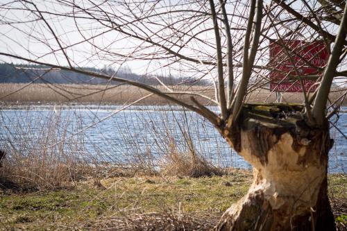 a tree in front of a body of water at Sosnowy domek w rezerwacie nad Narwią in Bokiny
