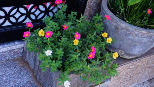 Taman di luar Homestay Bảo Trân
