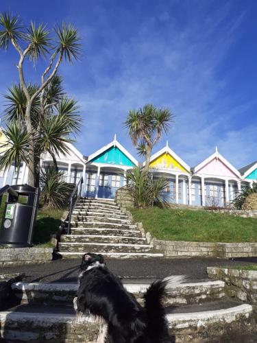 a dog standing in front of a row of houses at Valentine Guest House in Weymouth
