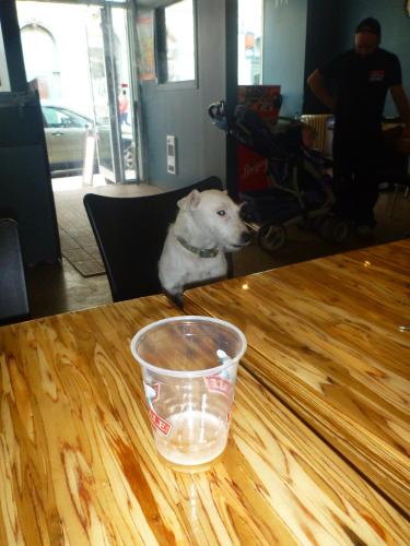a dog sitting in a chair at a table with a cup at Auberge Jeunesse La Belle Planete Backpackers Hostel in Quebec City