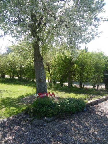 a tree with red flowers in front of a tree at La Griotte & Spa&Piscine in Pennedepie