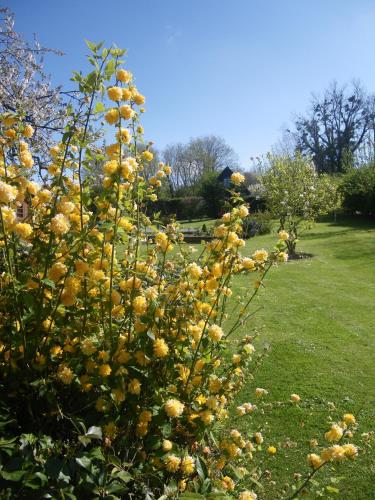 a bush with yellow flowers in a park at La Griotte & Spa&Piscine in Pennedepie