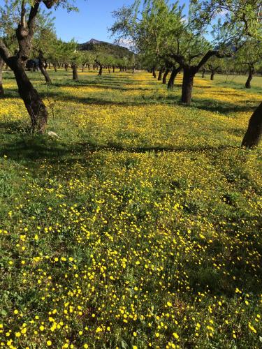 Taman di luar Alén D'Aragón
