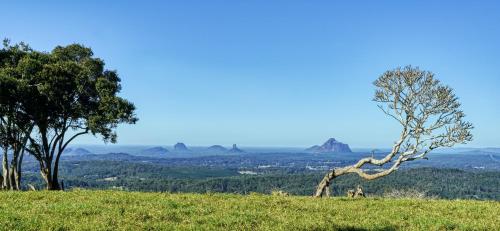 a tree on top of a hill with a view at Narrows Escape Rainforest Retreat in Montville