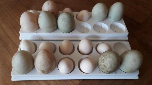 Billede fra billedgalleriet på 't Rond Bargie i Exloo