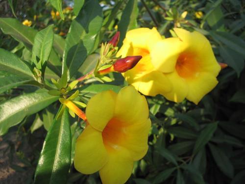 a group of yellow flowers on a tree at Kansala Ta Toto in Kafountine