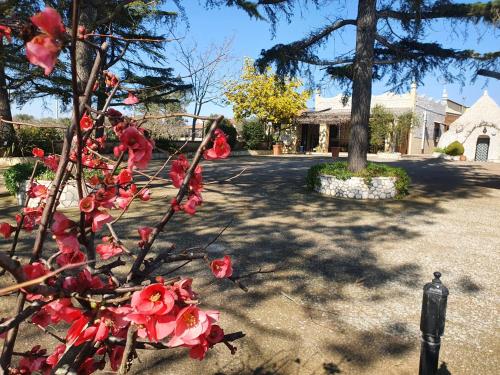 a tree with red flowers in front of a house at B&B Mandorla Amara in Gioia del Colle