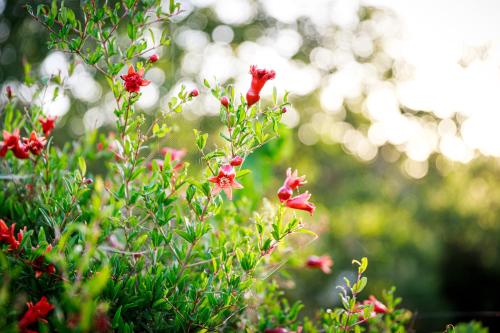 a group of red flowers in a bush at B&B Mandorla Amara in Gioia del Colle