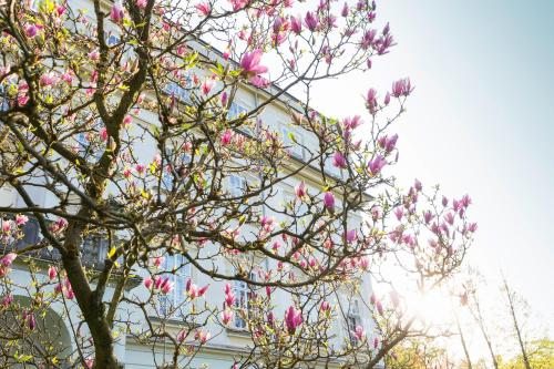 a tree with pink flowers in front of a building at Hotel Schloss Leopoldskron in Salzburg