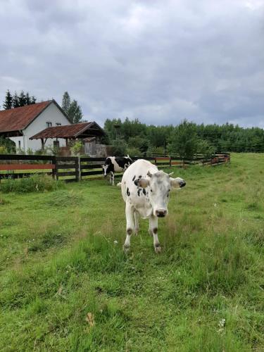 a cow standing in the grass in a field at Jabłkowo- gospodarstwo agroturystyczne na skraju Puszczy Boreckiej in Jabłonowo