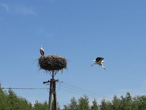 Gambar di galeri bagi Jabłkowo-na skraju Puszczy Boreckiej ŚNIADANIA W CENIE di Jabłonowo