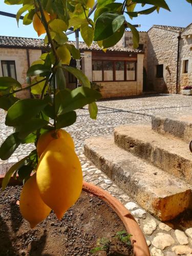 a bunch of oranges hanging from a tree at Torre Don Virgilio Country Hotel in Cannizzara