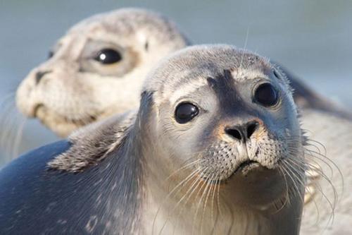 アパートメントの敷地内または近くにいる動物