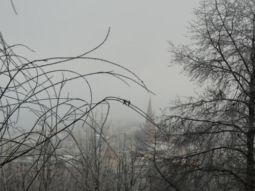 a view of a city from behind some trees at FW Zauberblick in Zwiesel