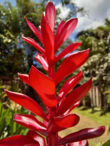a close up of a red flower in a garden at Eco Lodge Village Temanoha in Paopao