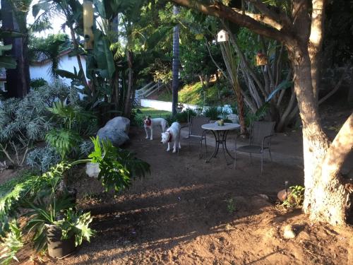 zwei weiße Hunde stehen auf einem Hof mit einem Tisch in der Unterkunft Beautiful new detached casita nestled in scenic southern CA foothills! in Fallbrook