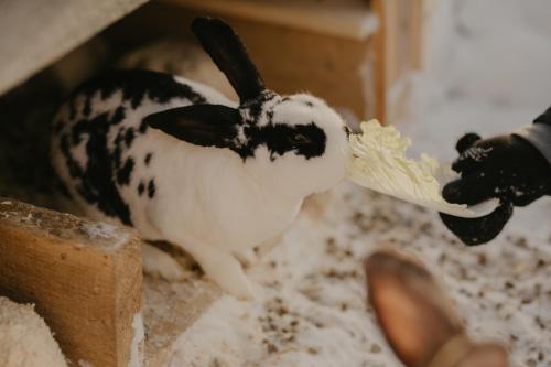 a black and white goat eating a piece of food at Torma Puhkemaja ja Glämping in Torma