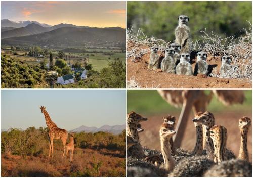 
a herd of giraffe standing on top of a lush green field at Berluda Farmhouse and Cottages in Oudtshoorn
