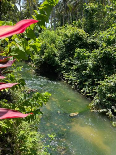 a stream in the middle of a jungle with trees at Red island villas in Banyuwangi