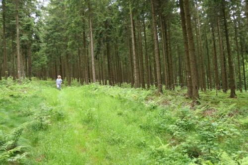 a person walking down a path through a forest at Vakantiehuis De Lounge in Bullange