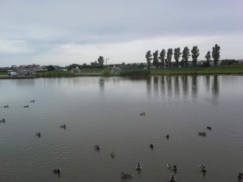 a group of ducks swimming in a large lake at Luxe vakantiechalet met omheinde tuin Bredene 6pers (2572) in Bredene