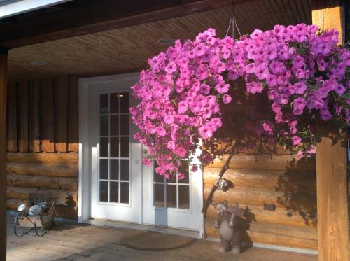 a dog that is standing in front of a window at Denali Fireside Cabin & Suites in Talkeetna