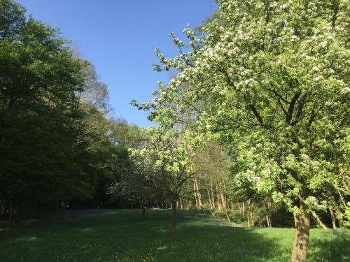 a group of trees with white flowers in a field at Confortable duplex au cœur de la campagne Picarde à 1h de Paris in Biermont