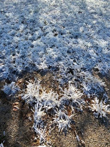 a group of snow covered plants on the ground at Burr Oak Motel in Algona