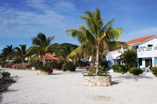 a palm tree sitting in the middle of a street at Marazul Dive Resort in Sabana Westpunt