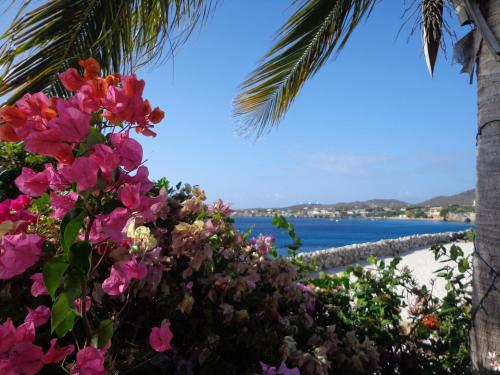 a view of a beach with flowers and a palm tree at Marazul Dive Resort in Sabana Westpunt